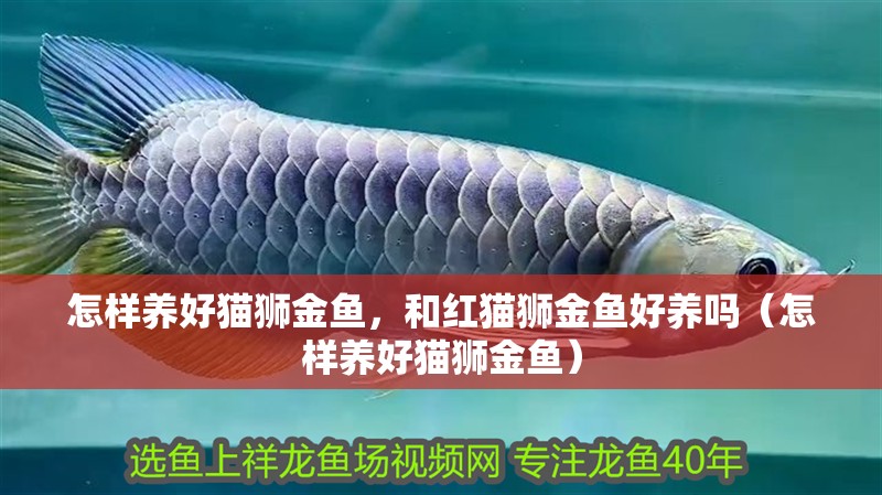 怎樣養好貓獅金魚，和紅貓獅金魚好養嗎（怎樣養好貓獅金魚） 怎樣養好貓獅金魚，和紅貓獅金魚好養嗎（怎樣養好貓獅金魚） 觀賞魚百科
