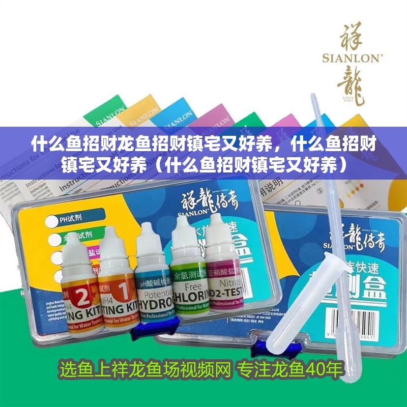 什么魚招財龍魚招財鎮(zhèn)宅又好養(yǎng)，什么魚招財鎮(zhèn)宅又好養(yǎng)（什么魚招財鎮(zhèn)宅又好養(yǎng)）