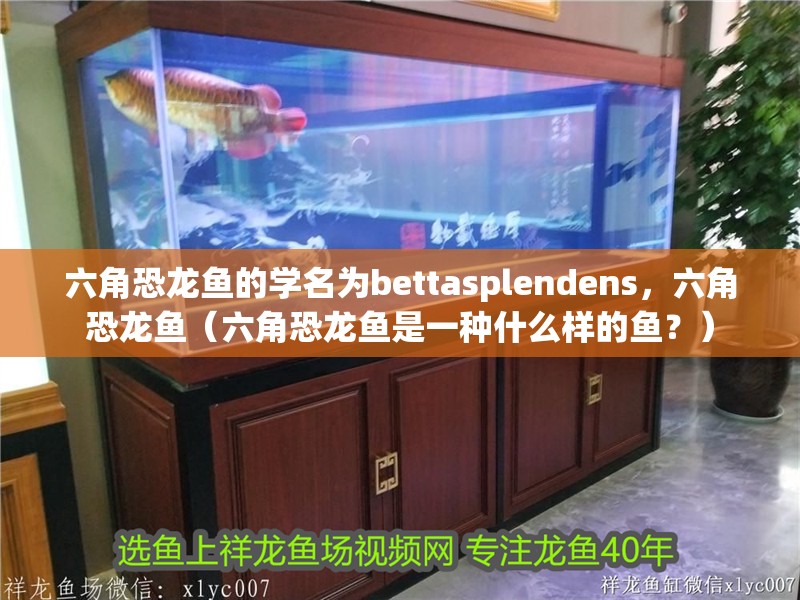 六角恐龍魚的學名為bettasplendens，六角恐龍魚（六角恐龍魚是一種什么樣的魚？）