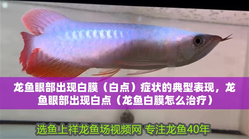 龍魚(yú)眼部出現(xiàn)白膜（白點(diǎn)）癥狀的典型表現(xiàn)，龍魚(yú)眼部出現(xiàn)白點(diǎn)（龍魚(yú)白膜怎么治療）