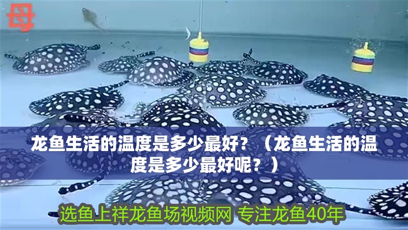 龍魚生活的溫度是多少最好？（龍魚生活的溫度是多少最好呢？）