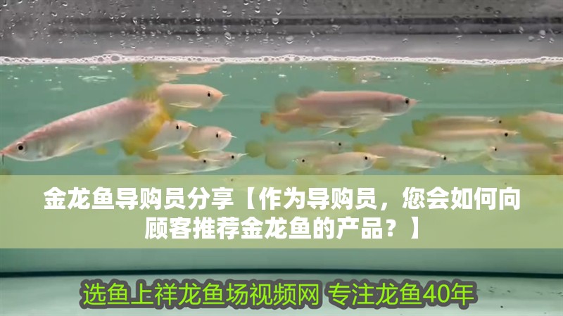 金龍魚導(dǎo)購員分享【作為導(dǎo)購員，您會如何向顧客推薦金龍魚的產(chǎn)品？】 金龍魚導(dǎo)購員分享【作為導(dǎo)購員，您會如何向顧客推薦金龍魚的產(chǎn)品？】 觀賞魚百科