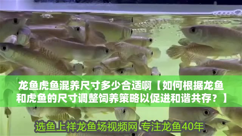 龍魚虎魚混養(yǎng)尺寸多少合適啊【如何根據(jù)龍魚和虎魚的尺寸調(diào)整飼養(yǎng)策略以促進(jìn)和諧共存？】