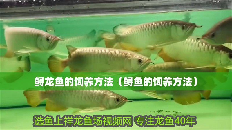鱘龍魚的飼養(yǎng)方法（鱘魚的飼養(yǎng)方法）