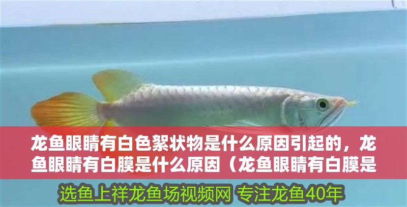 龍魚眼睛有白色絮狀物是什么原因引起的，龍魚眼睛有白膜是什么原因（龍魚眼睛有白膜是什么原因引起的）