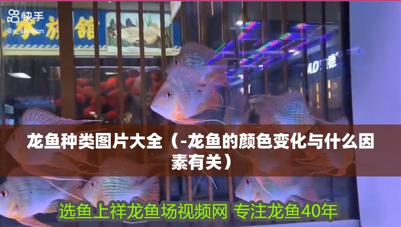 龍魚種類圖片大全（-龍魚的顏色變化與什么因素有關）