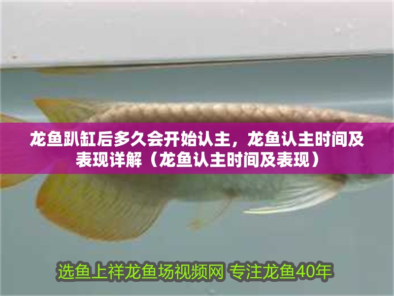 龍魚趴缸后多久會開始認主，龍魚認主時間及表現(xiàn)詳解（龍魚認主時間及表現(xiàn)）