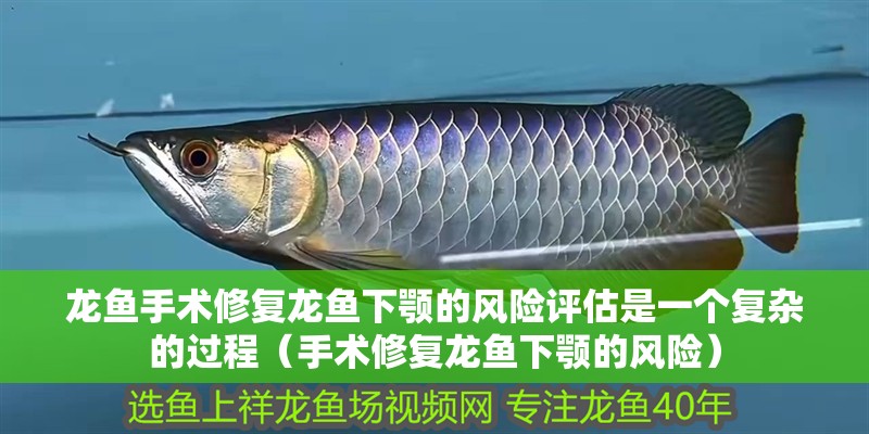 龍魚手術修復龍魚下顎的風險評估是一個復雜的過程（手術修復龍魚下顎的風險）