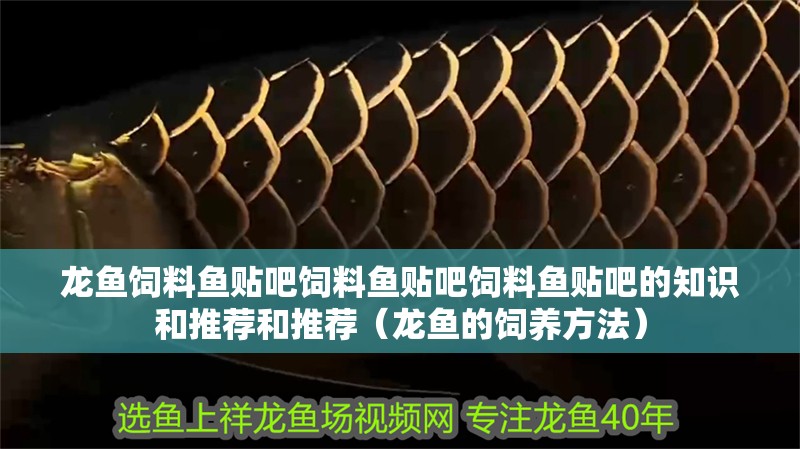 龍魚飼料魚貼吧飼料魚貼吧飼料魚貼吧的知識和推薦和推薦（龍魚的飼養方法）