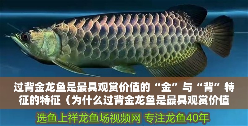 過(guò)背金龍魚(yú)是最具觀賞價(jià)值的“金”與“背”特征的特征（為什么過(guò)背金龍魚(yú)是最具觀賞價(jià)值的？）