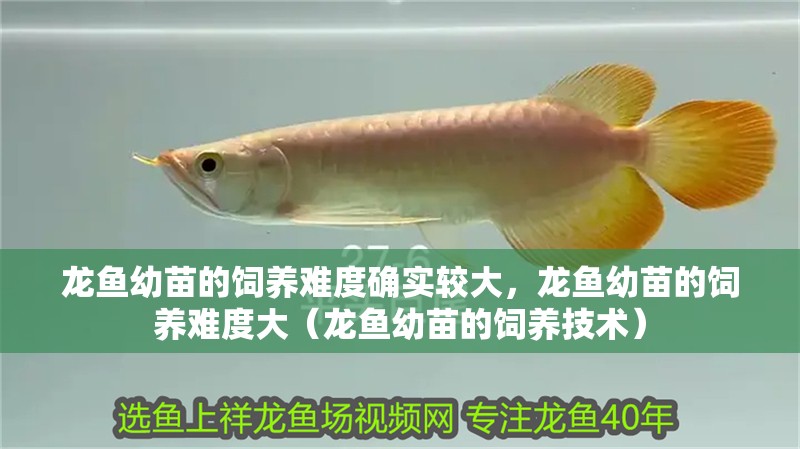 龍魚幼苗的飼養難度確實較大，龍魚幼苗的飼養難度大（龍魚幼苗的飼養技術）