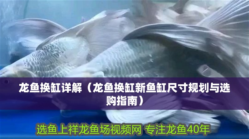 龍魚換缸詳解（龍魚換缸新魚缸尺寸規(guī)劃與選購指南）