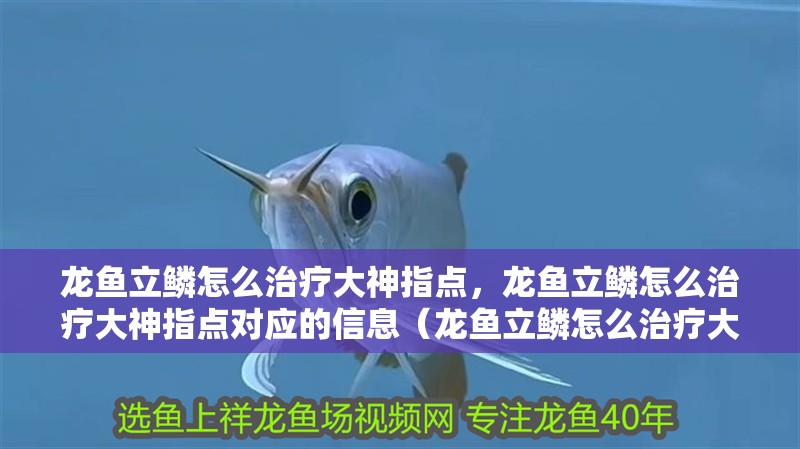 龍魚立鱗怎么治療大神指點，龍魚立鱗怎么治療大神指點對應的信息（龍魚立鱗怎么治療大神指點）