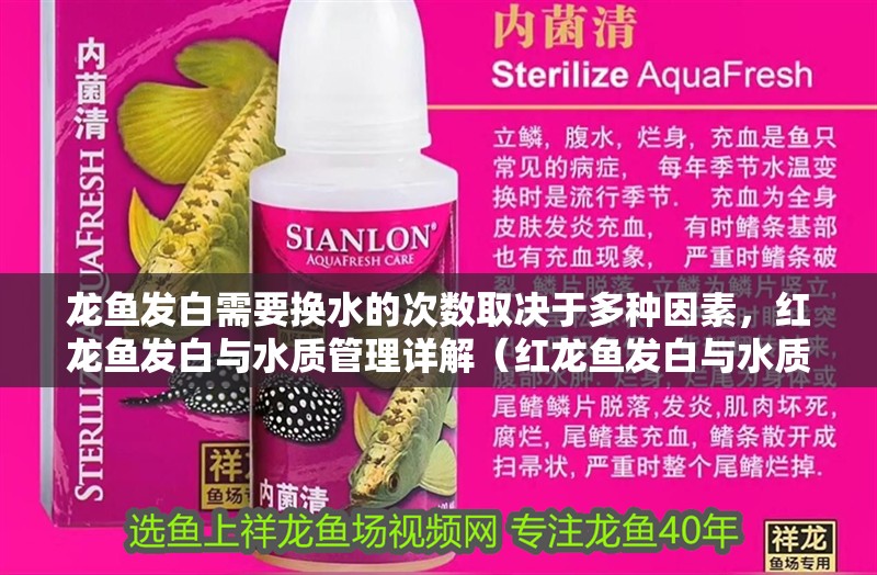 龍魚(yú)發(fā)白需要換水的次數(shù)取決于多種因素，紅龍魚(yú)發(fā)白與水質(zhì)管理詳解（紅龍魚(yú)發(fā)白與水質(zhì)管理詳解）