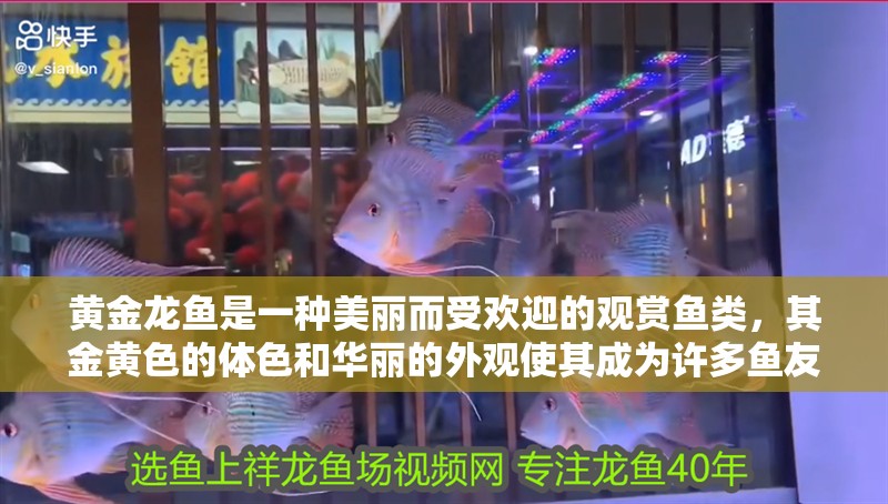 黃金龍魚是一種美麗而受歡迎的觀賞魚類，其金黃色的體色和華麗的外觀使其成為許多魚友的心頭好（黃金龍魚圖片欣賞）