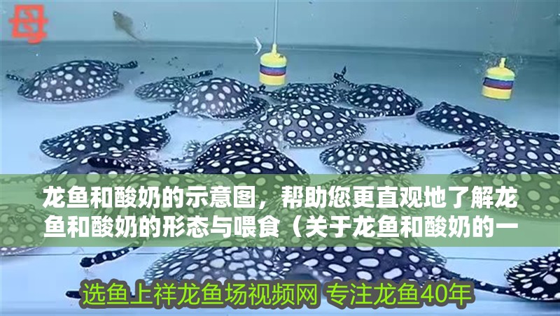龍魚和酸奶的示意圖，幫助您更直觀地了解龍魚和酸奶的形態與喂食（關于龍魚和酸奶的一些建議）