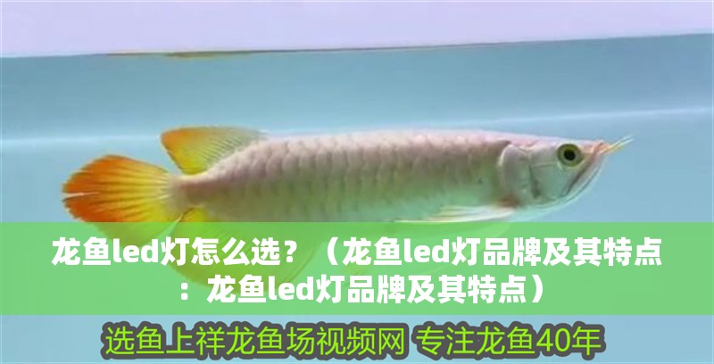 龍魚led燈怎么選？（龍魚led燈品牌及其特點：龍魚led燈品牌及其特點）