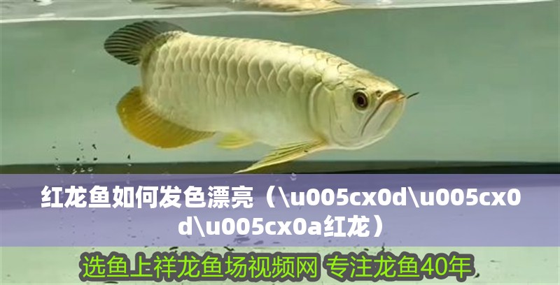 紅龍魚(yú)如何發(fā)色漂亮（\u005cx0d\u005cx0d\u005cx0a紅龍）
