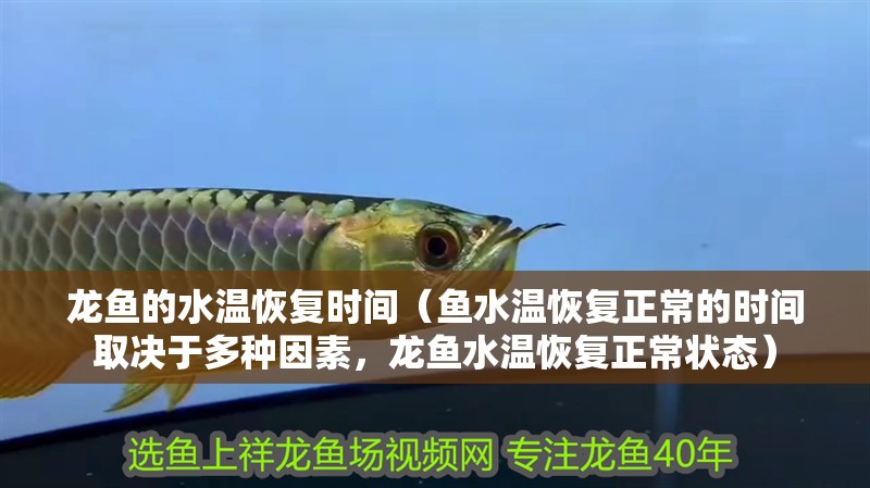 龍魚的水溫恢復時間(魚水溫恢復正常的時間取決于多種因素,龍魚水溫恢復正常狀態) 觀賞魚百科 第4張 龍魚的水溫恢復時間(魚水溫恢復正常的時間取決于多種因素,龍魚水溫恢復正常狀態) 龍魚的水溫恢復時間(魚水溫恢復正常的時間取決于多種因素,龍魚水溫恢復正常狀態) 觀賞魚百科 第4張