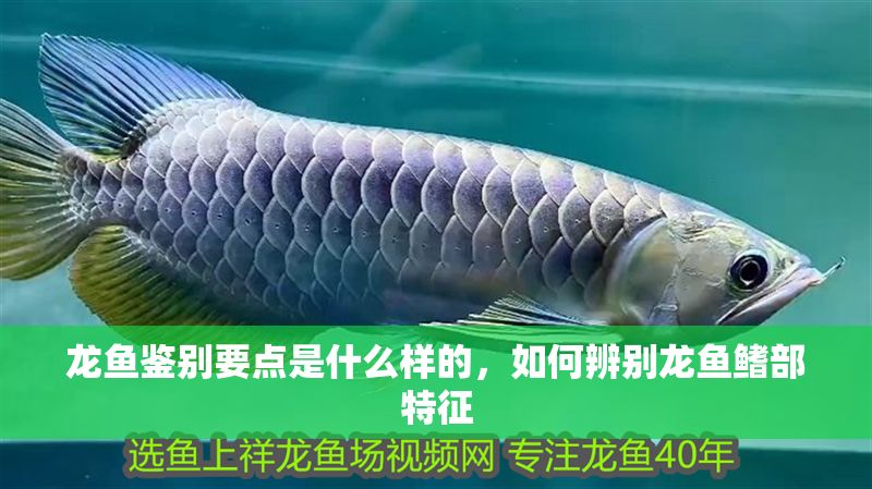 龍魚鑒別要點是什么樣的，如何辨別龍魚鰭部特征
