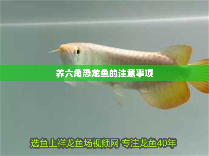 養六角恐龍魚的注意事項