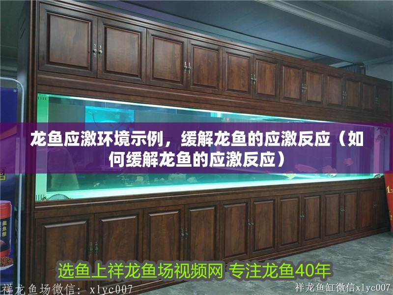 龍魚應激環(huán)境示例，緩解龍魚的應激反應（如何緩解龍魚的應激反應）