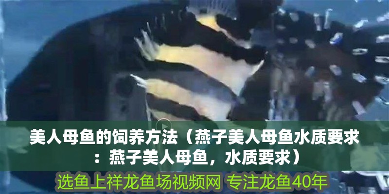 美人母魚的飼養(yǎng)方法（燕子美人母魚水質(zhì)要求：燕子美人母魚，水質(zhì)要求）
