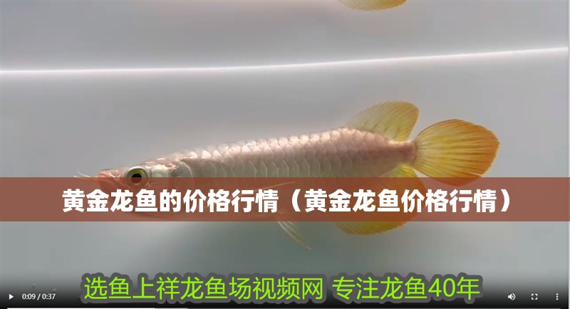 黃金龍魚的價格行情（黃金龍魚價格行情）