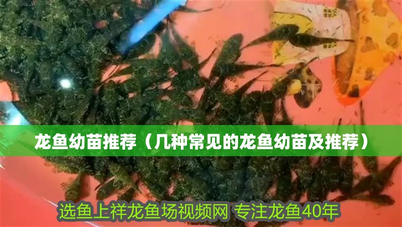 龍魚幼苗推薦（幾種常見的龍魚幼苗及推薦）