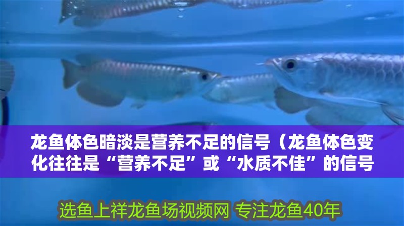 龍魚(yú)體色暗淡是營(yíng)養(yǎng)不足的信號(hào)（龍魚(yú)體色變化往往是“營(yíng)養(yǎng)不足”或“水質(zhì)不佳”的信號(hào)）