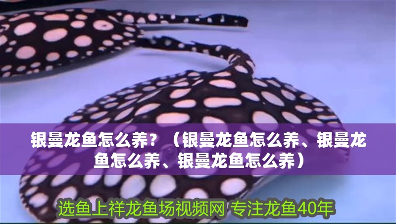 銀曼龍魚怎么養(yǎng)？（銀曼龍魚怎么養(yǎng)、銀曼龍魚怎么養(yǎng)、銀曼龍魚怎么養(yǎng)）