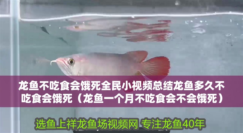 龍魚不吃食會餓死全民小視頻總結龍魚多久不吃食會餓死（龍魚一個月不吃食會不會餓死）