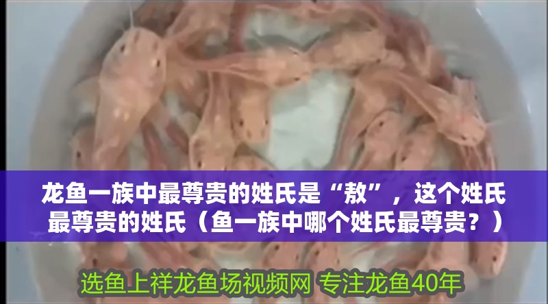 龍魚一族中最尊貴的姓氏是“敖”，這個姓氏最尊貴的姓氏（魚一族中哪個姓氏最尊貴？）