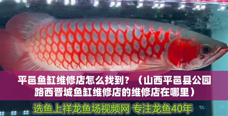平邑魚缸維修店怎么找到？（山西平邑縣公園路西晉城魚缸維修店的維修店在哪里）