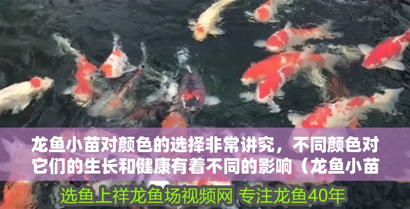 龍魚小苗對顏色的選擇非常講究,不同顏色對它們的生長和健康有著不同的影響(龍魚小苗對顏色的選擇有什么影響?) 龍魚百科 第3張 龍魚小苗對顏色的選擇非常講究,不同顏色對它們的生長和健康有著不同的影響(龍魚小苗對顏色的選擇有什么影響?) 龍魚小苗對顏色的選擇非常講究,不同顏色對它們的生長和健康有著不同的影響(龍魚小苗對顏色的選擇有什么影響?) 龍魚百科 第3張