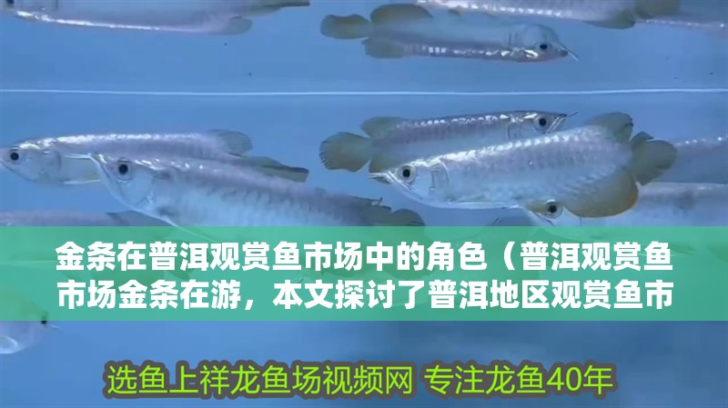 金條在普洱觀賞魚(yú)市場(chǎng)中的角色（普洱觀賞魚(yú)市場(chǎng)金條在游，本文探討了普洱地區(qū)觀賞魚(yú)市場(chǎng)的發(fā)展現(xiàn)狀）