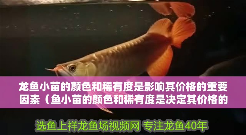 龍魚小苗的顏色和稀有度是影響其價格的重要因素（魚小苗的顏色和稀有度是決定其價格的關鍵因素的關鍵因素）
