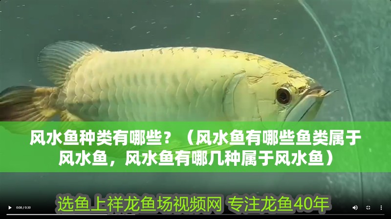 風(fēng)水魚(yú)種類有哪些？（風(fēng)水魚(yú)有哪些魚(yú)類屬于風(fēng)水魚(yú)，風(fēng)水魚(yú)有哪幾種屬于風(fēng)水魚(yú)）