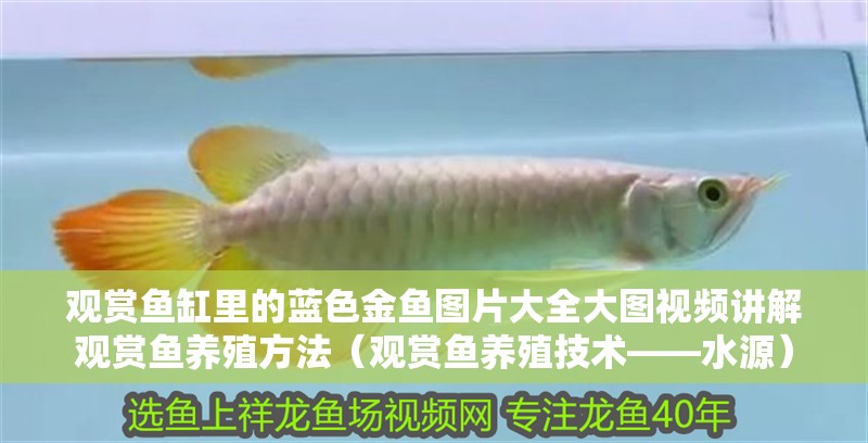觀賞魚缸里的藍色金魚圖片大全大圖視頻講解觀賞魚養殖方法（觀賞魚養殖技術——水源）