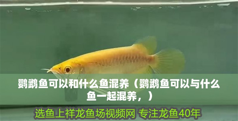 鸚鵡魚可以和什么魚混養（鸚鵡魚可以與什么魚一起混養，）