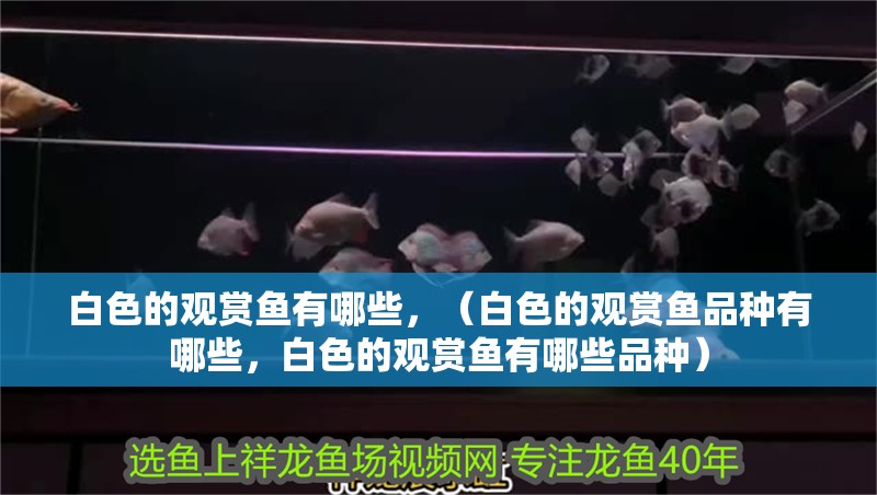 白色的觀賞魚有哪些，（白色的觀賞魚品種有哪些，白色的觀賞魚有哪些品種）