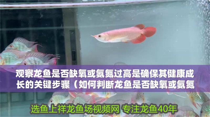 觀察龍魚是否缺氧或氨氮過高是確保其健康成長的關鍵步驟（如何判斷龍魚是否缺氧或氨氮過高）
