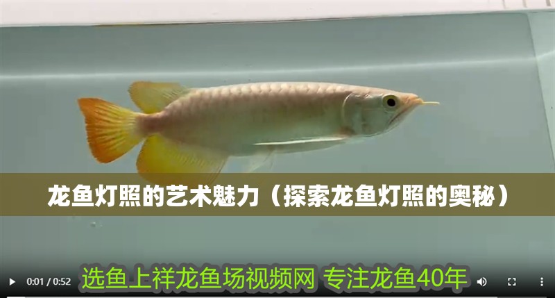 龍魚燈照的藝術魅力（探索龍魚燈照的奧秘）