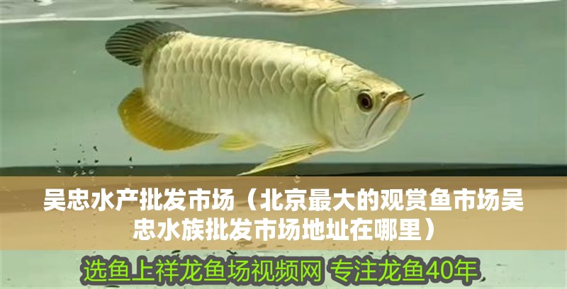 吳忠水產(chǎn)批發(fā)市場（北京最大的觀賞魚市場吳忠水族批發(fā)市場地址在哪里） 吳忠水產(chǎn)批發(fā)市場（北京最大的觀賞魚市場吳忠水族批發(fā)市場地址在哪里） 觀賞魚百科 第2張