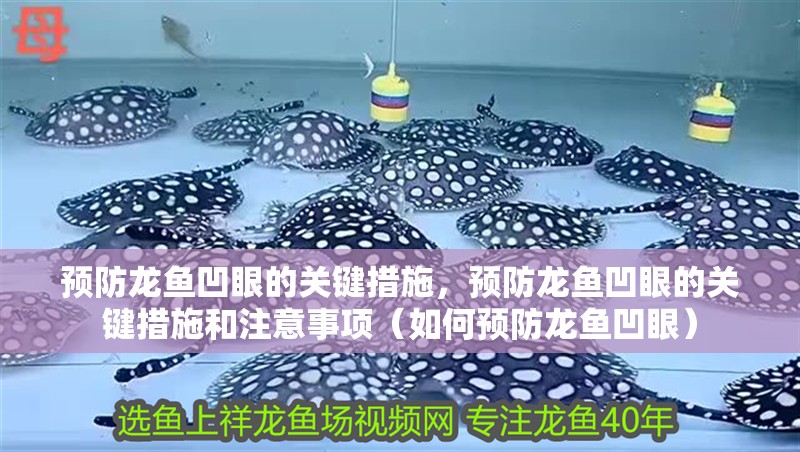 預防龍魚凹眼的關鍵措施，預防龍魚凹眼的關鍵措施和注意事項（如何預防龍魚凹眼）