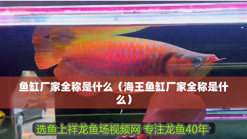 魚缸廠家全稱是什么（海王魚缸廠家全稱是什么）