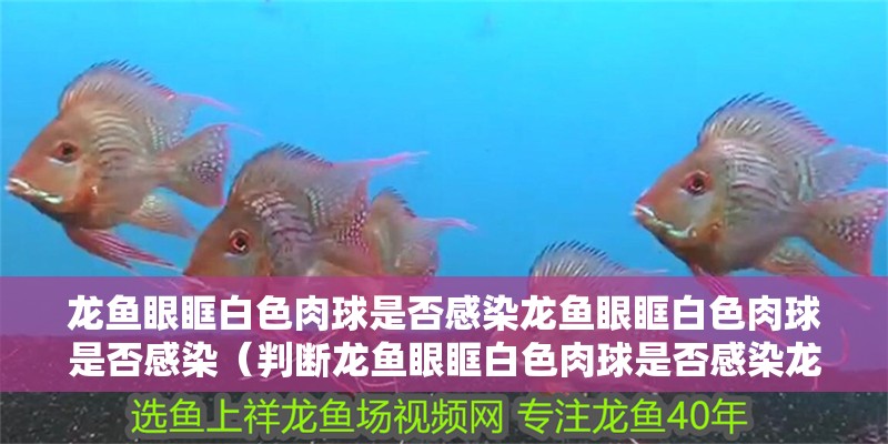 龍魚眼眶白色肉球是否感染龍魚眼眶白色肉球是否感染（判斷龍魚眼眶白色肉球是否感染龍魚眼眶白色肉球是否感染）