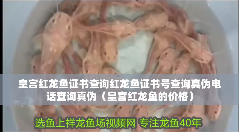 皇宮紅龍魚(yú)證書(shū)查詢紅龍魚(yú)證書(shū)號(hào)查詢真?zhèn)坞娫挷樵冋鎮(zhèn)危ɑ蕦m紅龍魚(yú)的價(jià)格）