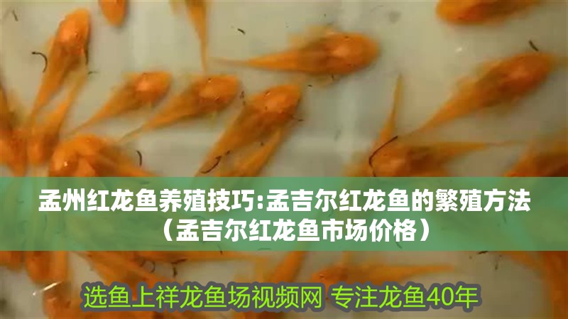 孟州紅龍魚養殖技巧:孟吉爾紅龍魚的繁殖方法（孟吉爾紅龍魚市場價格）