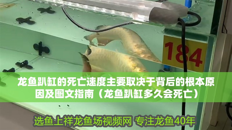 龍魚趴缸的死亡速度主要取決于背后的根本原因及圖文指南（龍魚趴缸多久會死亡）